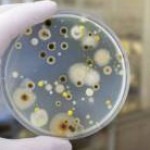Dangers of Mold