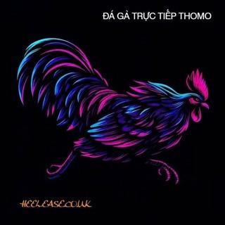ĐÁ GÀ TRỰC TIẾP THOMO CAMPUCHIA Full HD HÔM NAY
